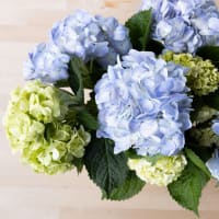 With Heart: Love Thy Neighbor Hydrangeas view 9