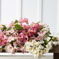 Big Box: Alstroemeria view 4