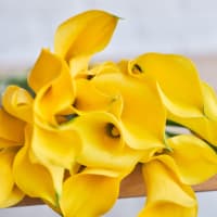 Yellow Callas view 2