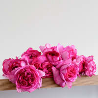 Mystery Box: Garden Roses! view 7