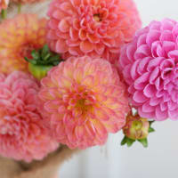 Market Box Dahlias - Soft Palette view 8