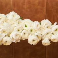 White Specialty Ranunculus view 4