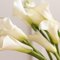 White Callas view 2