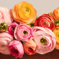 With Heart: Every Mother Counts Ranunculus - 20 stems! view 2