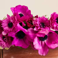 Mystery Box Anemones! view 6