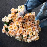 Big Box: Juliet Garden Roses view 8