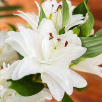 White Roselilies view 2
