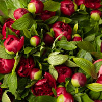 Red-Handed: 30 Peonies view 10