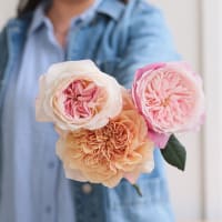 I Can't Believe They Aren't Peonies X 2! view 9