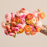 With Heart: Every Mother Counts Ranunculus - 40 stems! view 1