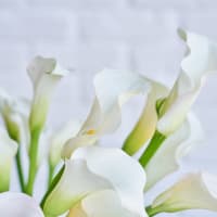 More White Callas view 6