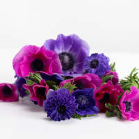 Mystery Box Anemones x 2! view 9