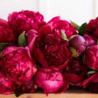Red-Handed: 30 Peonies view 6