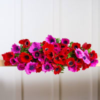 Mystery Box Anemones x3! view 7