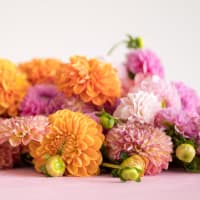 Market Box Dahlias - Soft Palette view 2