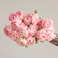 Christina's Favorite Specialty Ranunculus! view 1