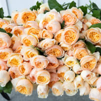 Big Box: Juliet Garden Roses view 7