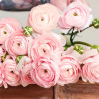 Christina's Favorite Specialty Ranunculus x2! view 2