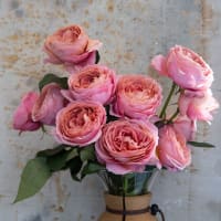 Mystery Box: Specialty Garden Roses! view 5
