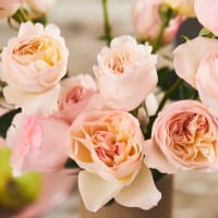 Mystery Box: Specialty Garden Roses! view 3