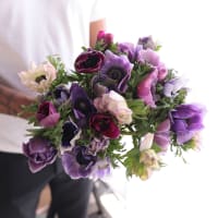 Specialty Field Trial Anemones: Cool Palette x 2! view 3