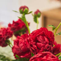 Red-Handed: 20 Peonies view 9