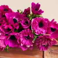 Mystery Box Anemones x 2! view 5