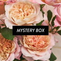 Mystery Box: Specialty Garden Roses! view 1