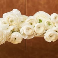 White Specialty Ranunculus view 2