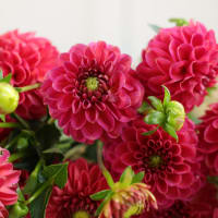 Market Haul Dahlias - Soft Palette view 5