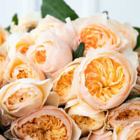 Big Box: Juliet Garden Roses view 9