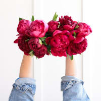 Red-Handed: 10 Peonies view 4