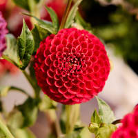 Market Box Dahlias - Saturated Palette view 7