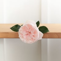 I Can't Believe They Aren't Peonies X 2! view 10