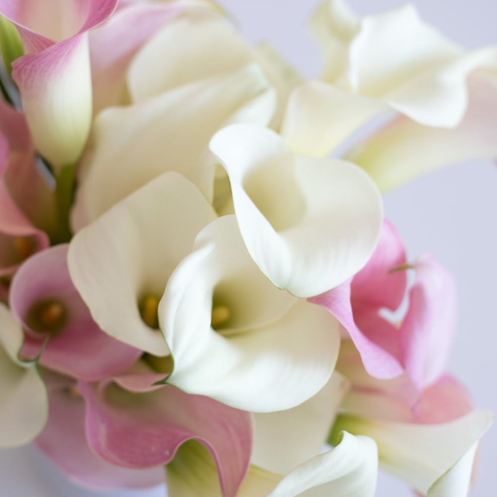 White Callas view 4 of 8
