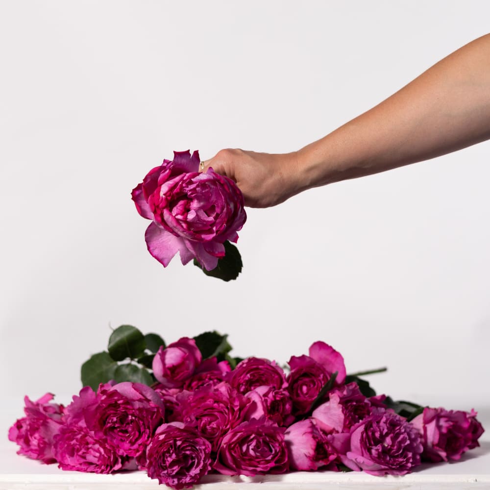Mystery Box: Garden Roses x 2! view 4 of 10
