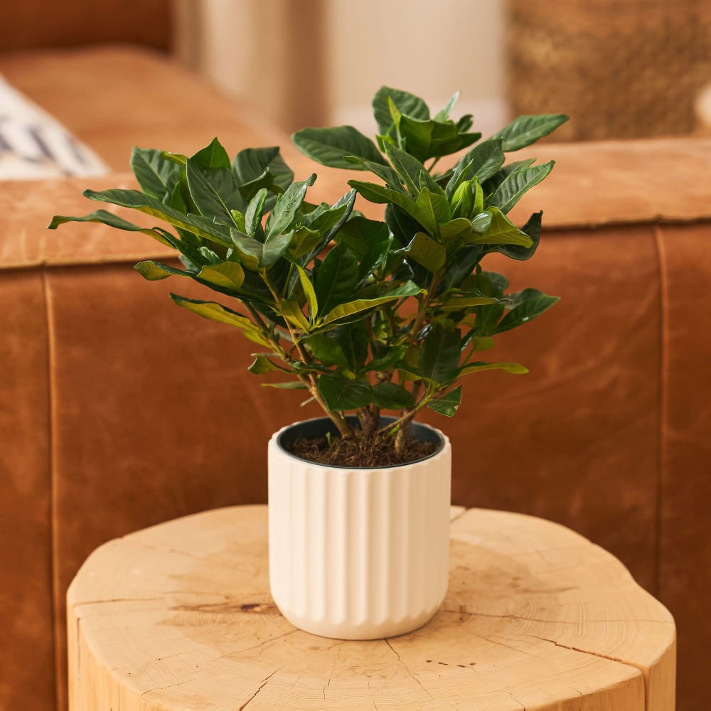 Avant Gardenia view 3 of 4