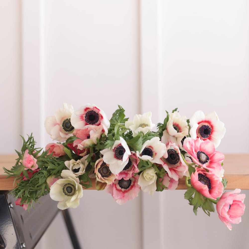 Specialty Field Trial Anemones: Warm Palette x 2! view 5 of 9
