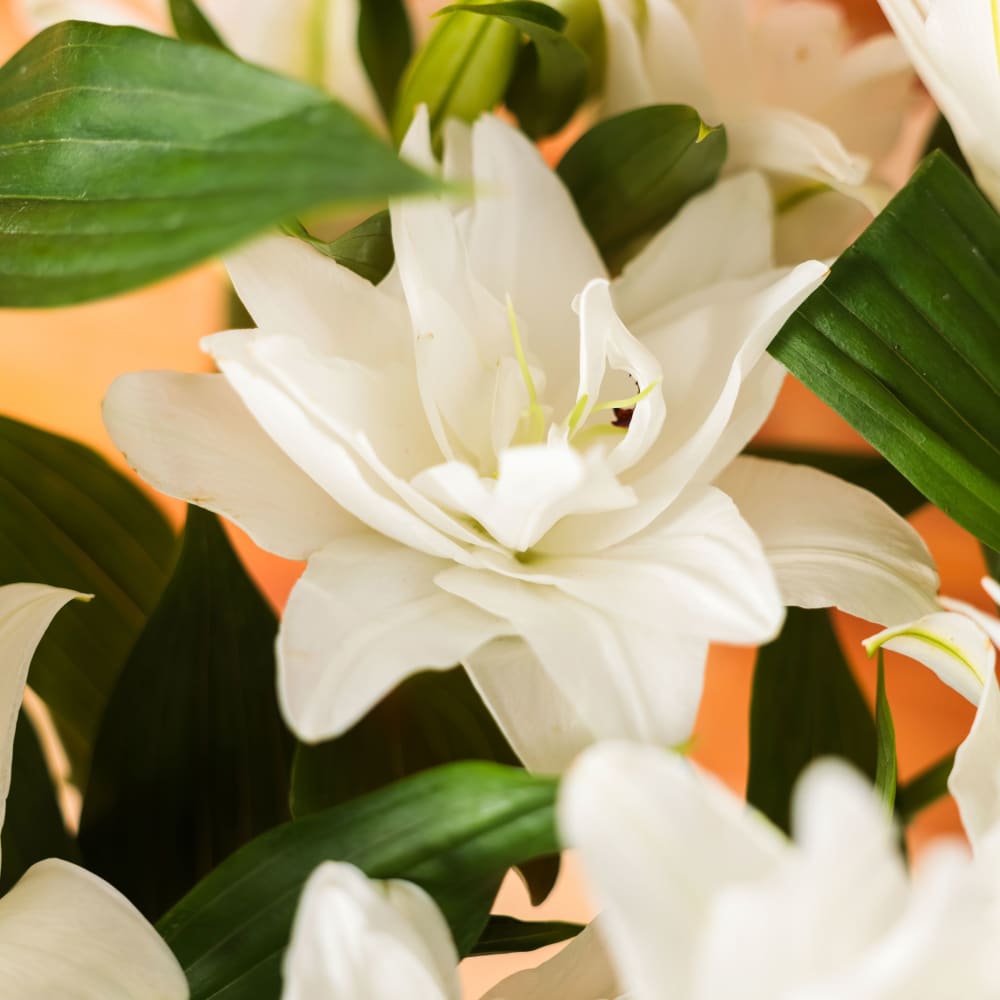 White Roselilies view 4 of 6