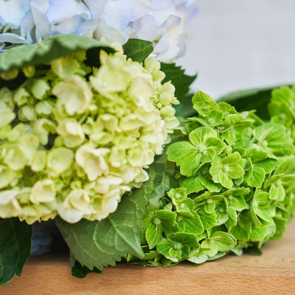 With Heart: Love Thy Neighbor Hydrangeas view 7 of 10