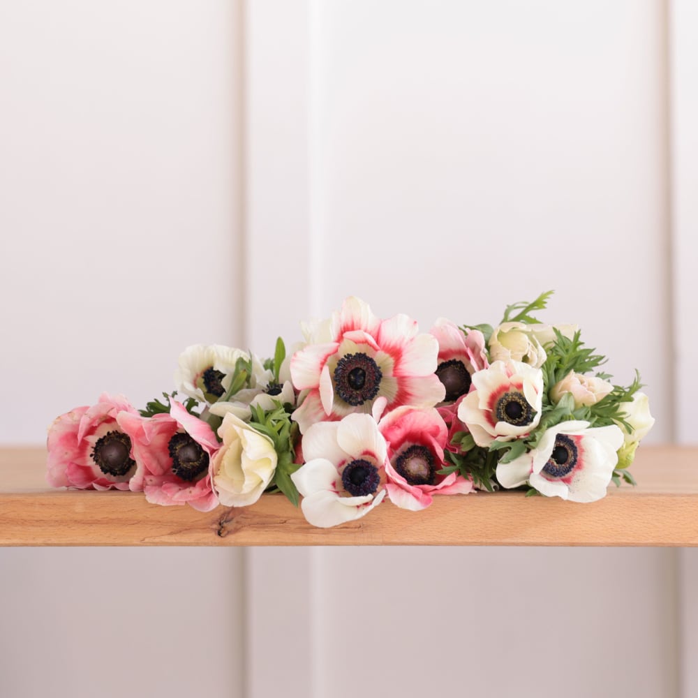 Specialty Field Trial Anemones: Warm Palette view 3 of 7