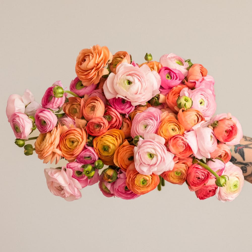 With Heart: Every Mother Counts Ranunculus - 60 stems! view 3 of 4