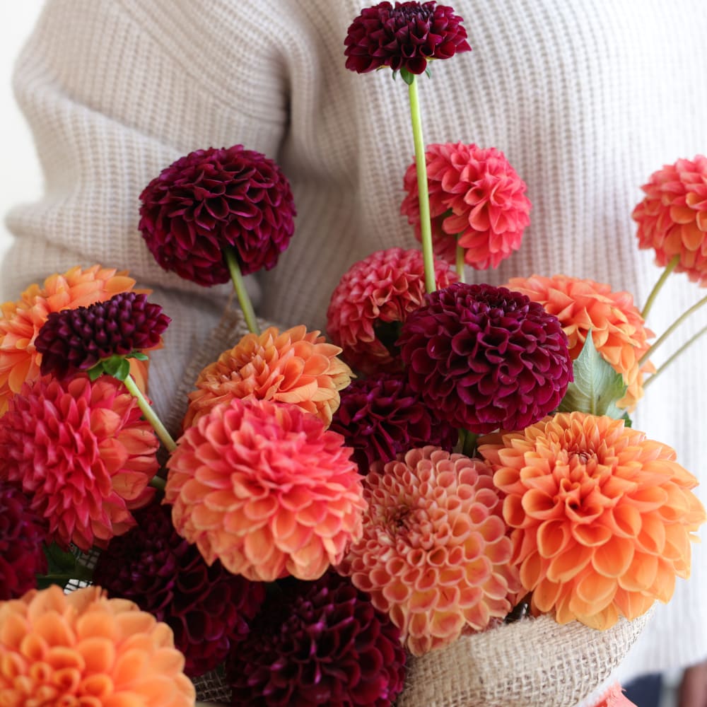 Market Haul Dahlias - Saturated Palette view 3 of 3
