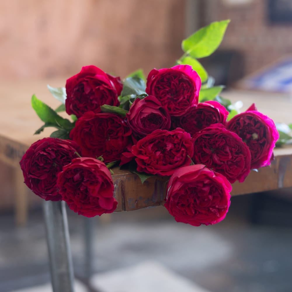 Mystery Box: Specialty Garden Roses! view 10 of 10