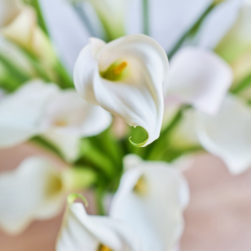 More White Callas view 4 of 6