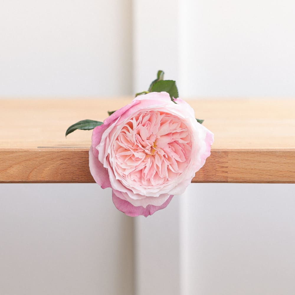 I Can't Believe They Aren't Peonies! view 7 of 10