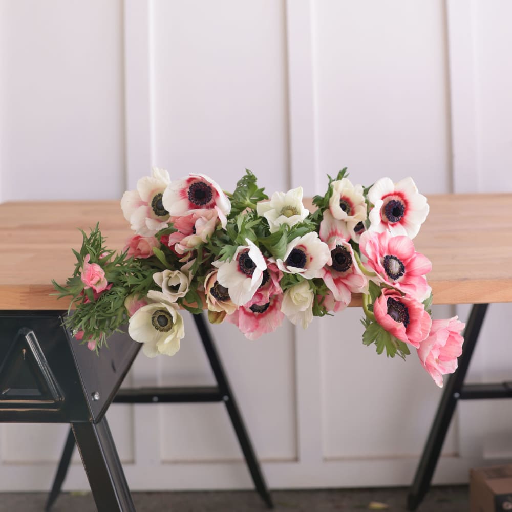 Specialty Field Trial Anemones: Warm Palette x 2! view 3 of 9
