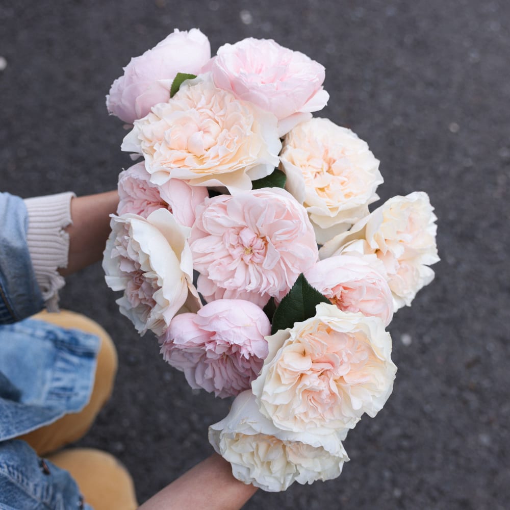 I Can't Believe They Aren't Peonies! view 6 of 10
