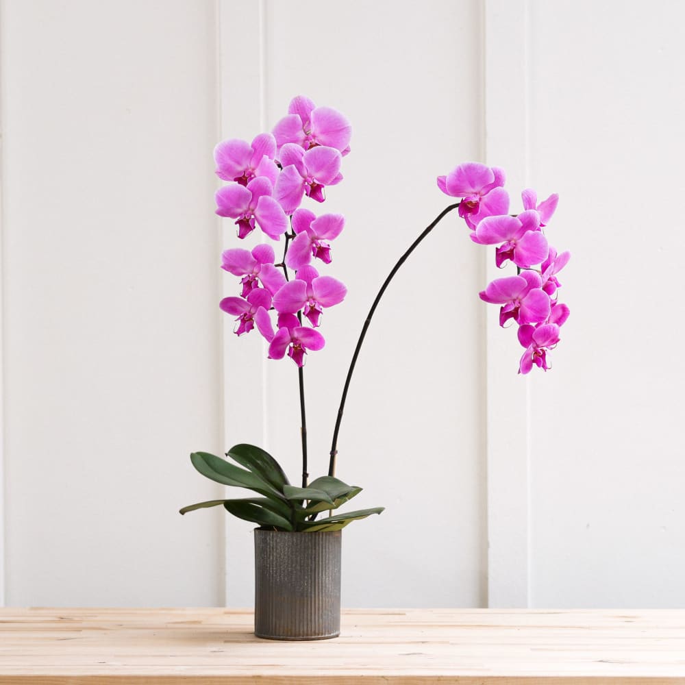 Epic Phal view 1 of 3