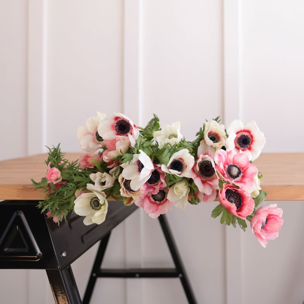 Specialty Field Trial Anemones: Warm Palette x 2! view 8 of 9